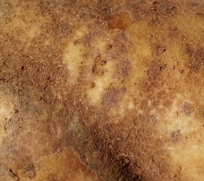Patata