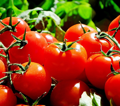 Pomodoro da industria